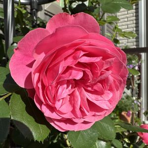 バラ,レオナルド ダ ヴィンチ,ガーデニング,つるバラ,花のある暮らしの画像