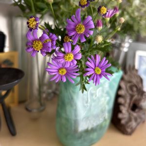ブラキカム,ナチュラルガーデン,小花好き,春の庭,紫色の花の画像