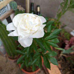 芍薬,ナチュラルガーデン,植育,無農薬,ハーブのある暮らしの画像