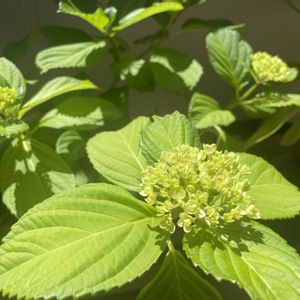 紫陽花,母の日プレゼント,ベランダの画像