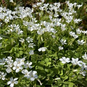 オキザリス,ナチュラルガーデン,小花好き,春の庭,白色の花の画像