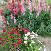 イキシア,かすみ草,赤花除虫菊,美女ナデシコ,球根の画像