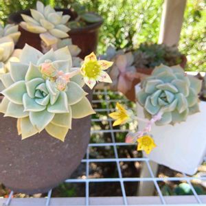 多肉のお花,多肉植物,多肉の花芽,暫しうっとり♡,元気に育て♡の画像