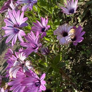 ナチュラルガーデン,春の庭,ピンク色の花,富山支部,腰痛の画像