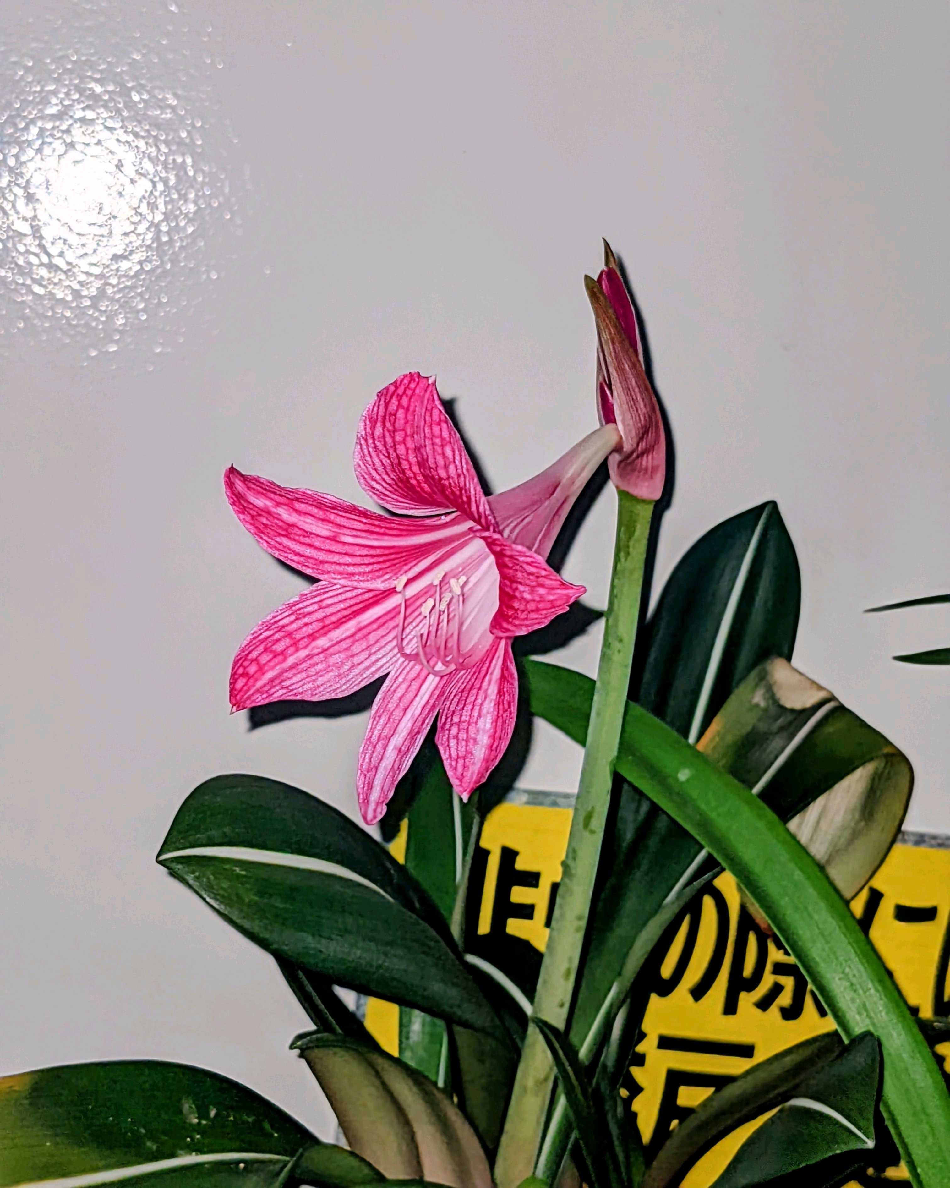 実生】着生グリーンアマリリス ヒッペアストラム カリプトゥラタム Hippeastrum calyptratum [ハエマンサス ブルンスビギア  キルタンサス - 観葉植物