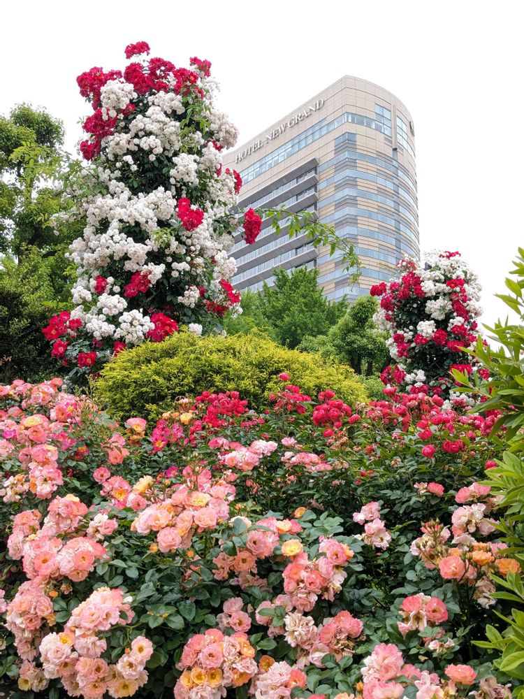 みーぽんさんの山下公園への投稿