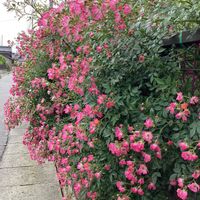 薔薇,今日の花,花色々,チーム愛知,家庭菜園の画像