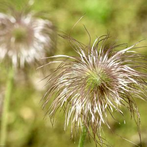 オキナグサ,日本庭園,山野草,癒し,キレイ☆の画像