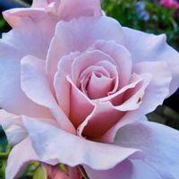 バラ ピンクフレンチレース,鉢植え,ガーデニング,花のある暮らし,ばら バラ 薔薇の画像
