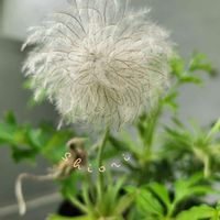 オキナグサ,オキナグサ,オキナグサの綿毛,山野草,キンポウゲ科の画像