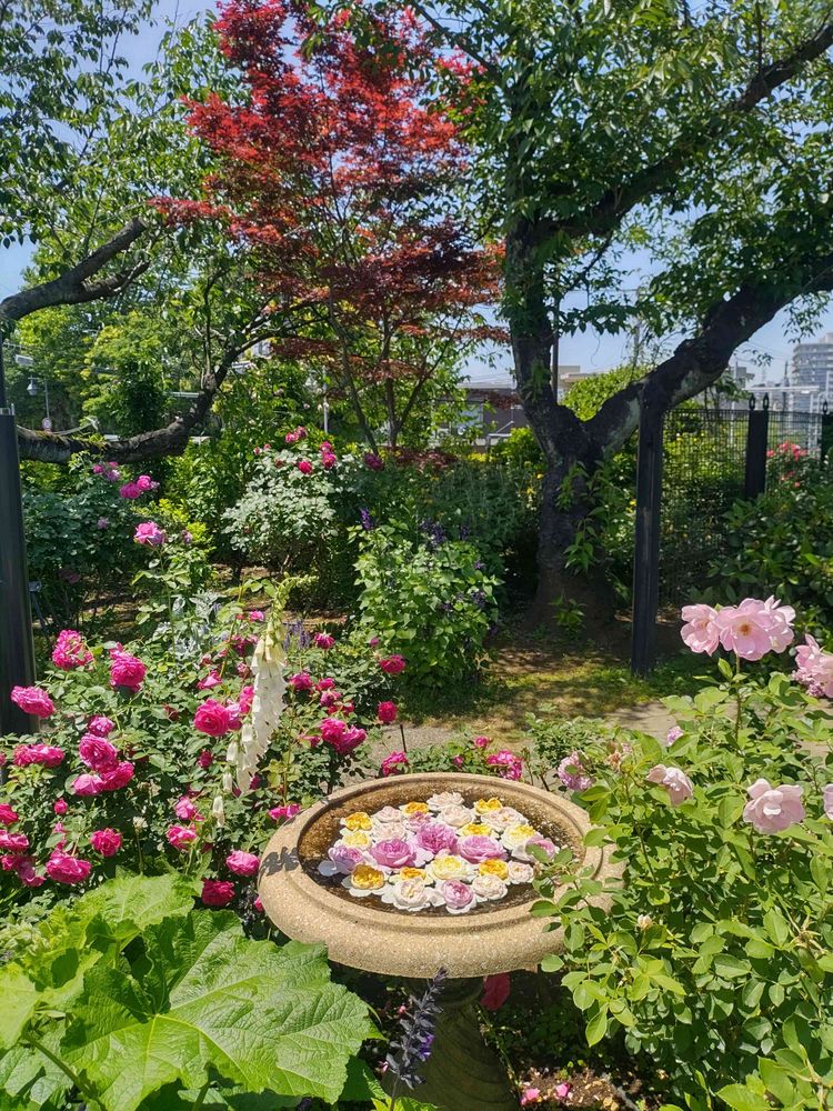 ゾフィーさんの港の見える丘公園への投稿