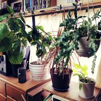 観葉植物,DIY,花のある暮らし,インドアグリーン,ガンダムの画像