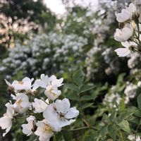 ノイバラ,ウラシマソウ,ナワシロイチゴ,道端の草花,緑のある暮らしの画像