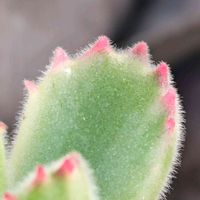 熊童子錦,コチレドン ,モフモフ,ピンクの爪,Cotyledon tomentosa subsp. ladismithensisの画像