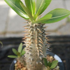 パキポディウム・デンシフローラム,塊根植物,コーデックス,屋外組,パキポディウム デンシフローラムの画像