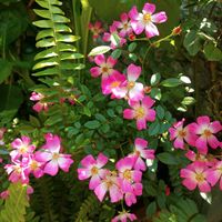 シオン,シオン,ミニバラ,シダ,植物のある暮らしの画像