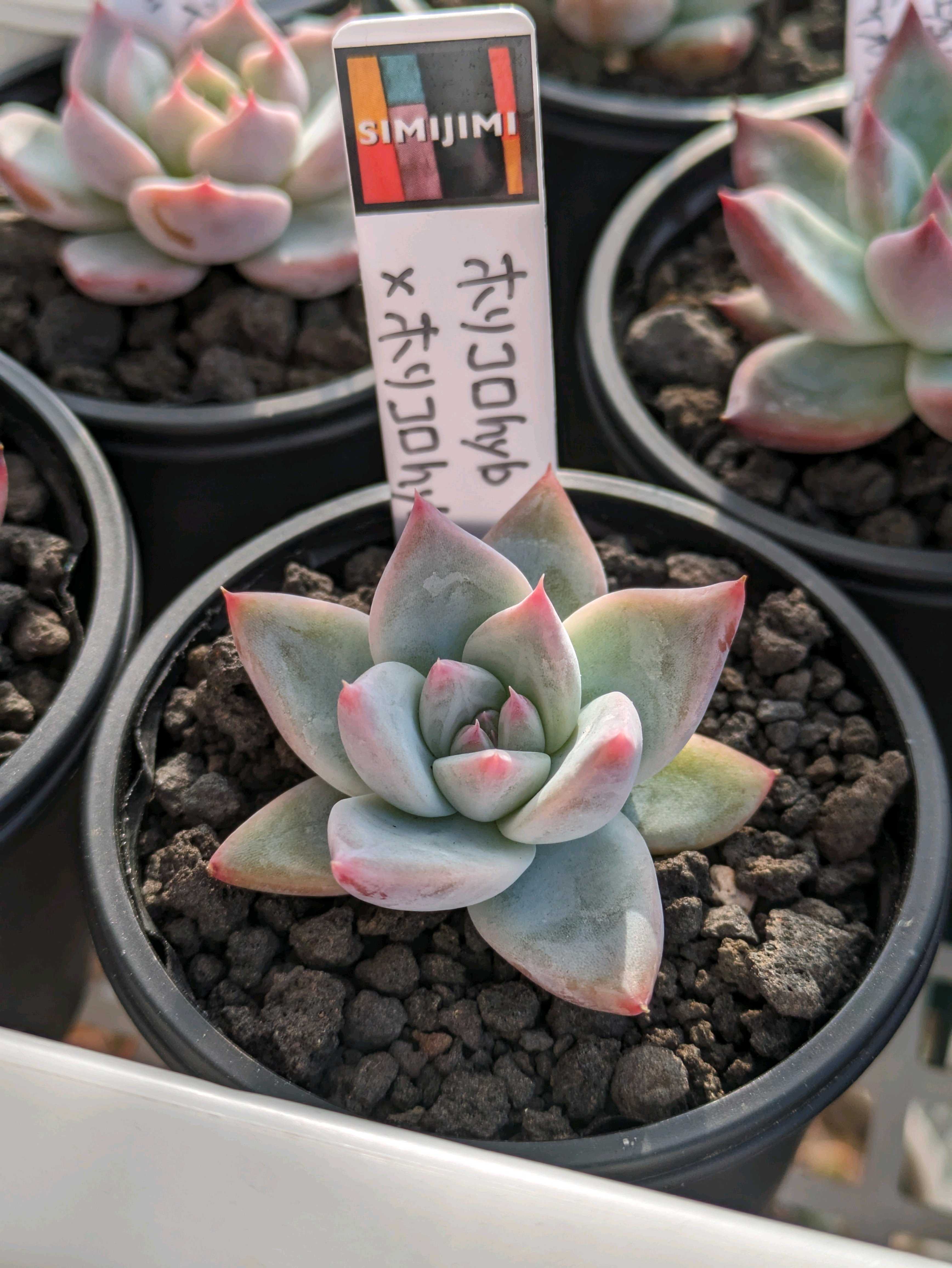 Simijimiさん苗 多肉サミットIn町田シバヒロでお迎えした子たち