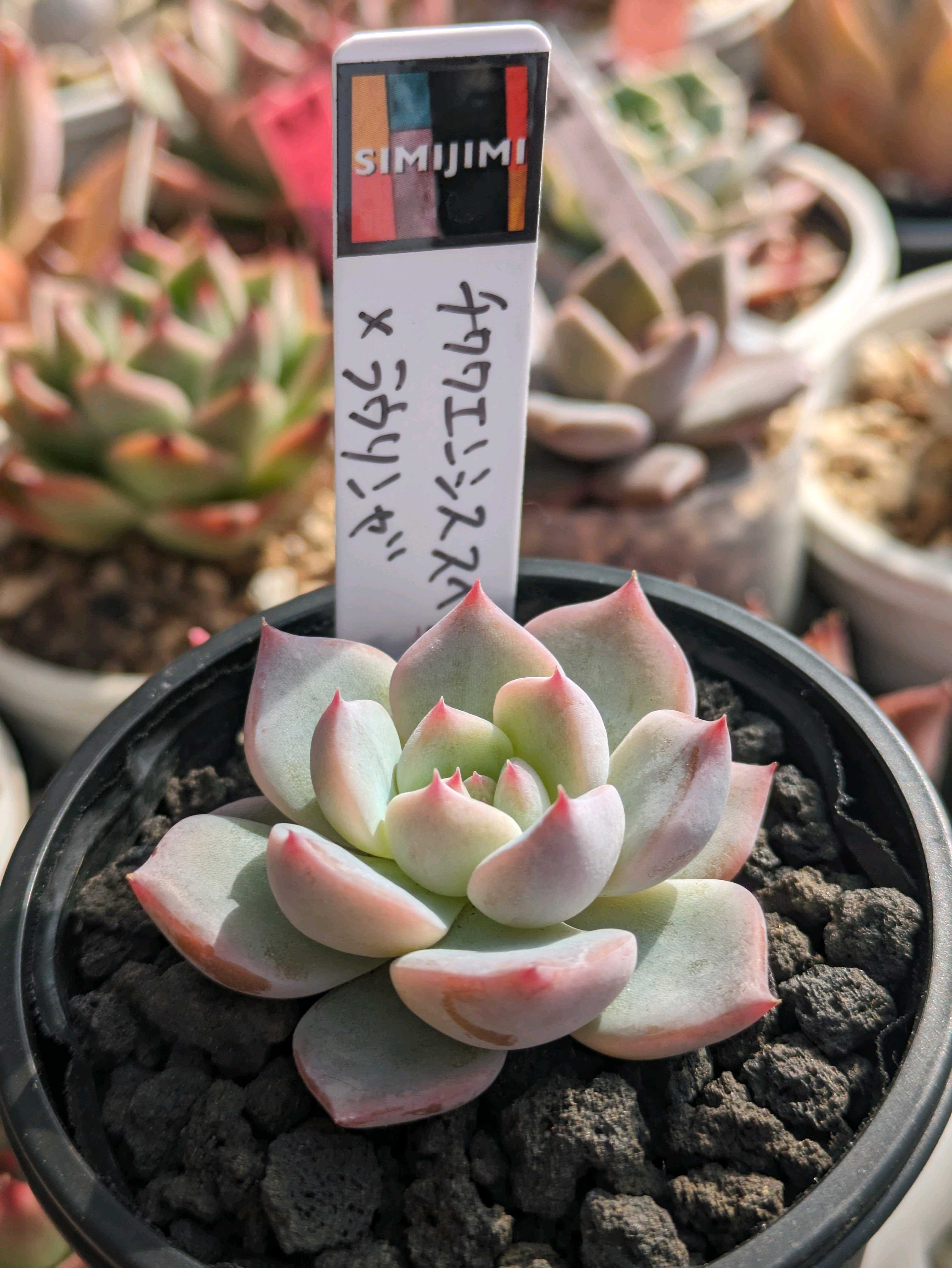 Simijimiさん苗 多肉サミットIn町田シバヒロでお迎えした子たち