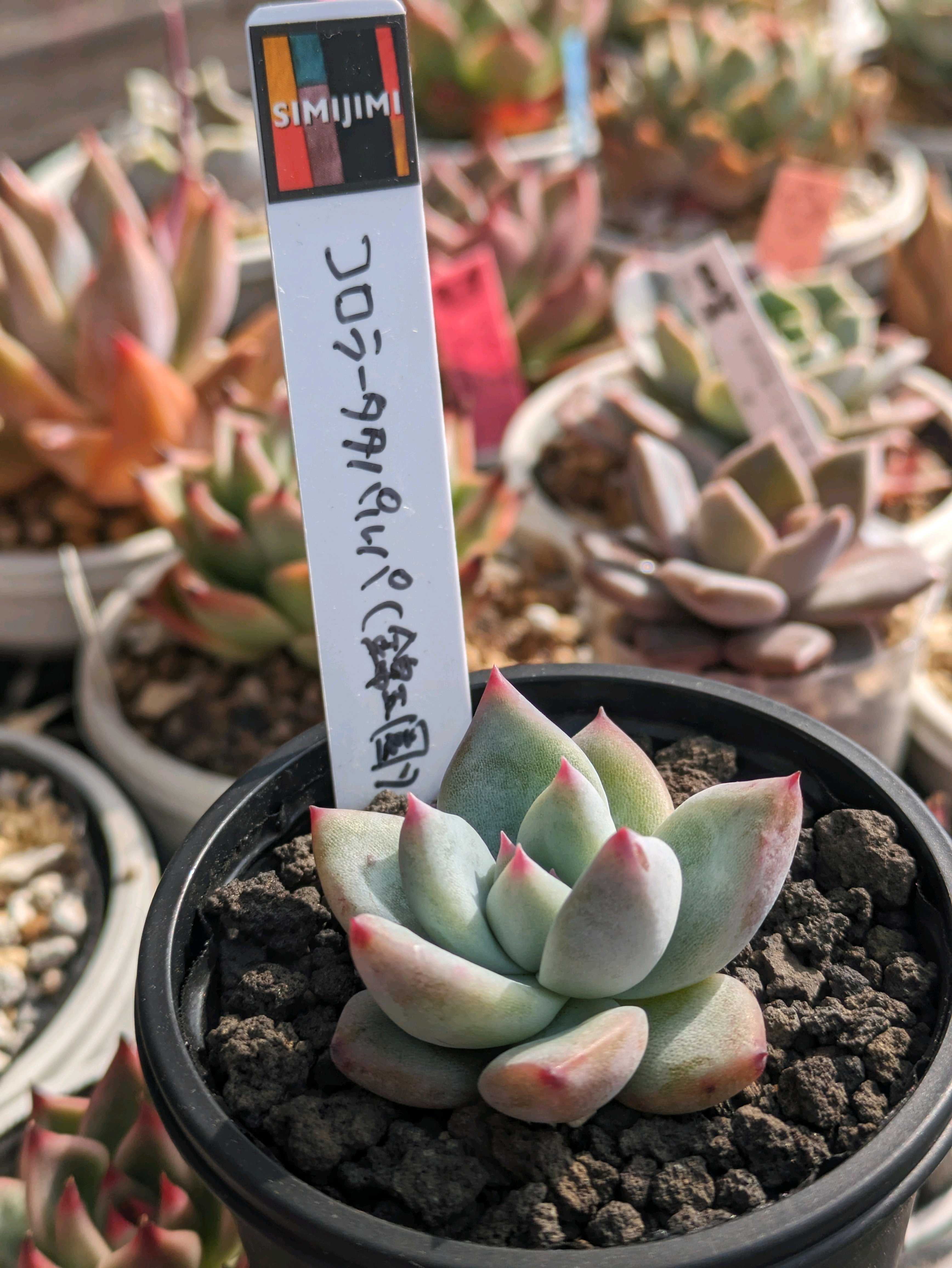 Simijimiさん苗 多肉サミットIn町田シバヒロでお迎えした子たち