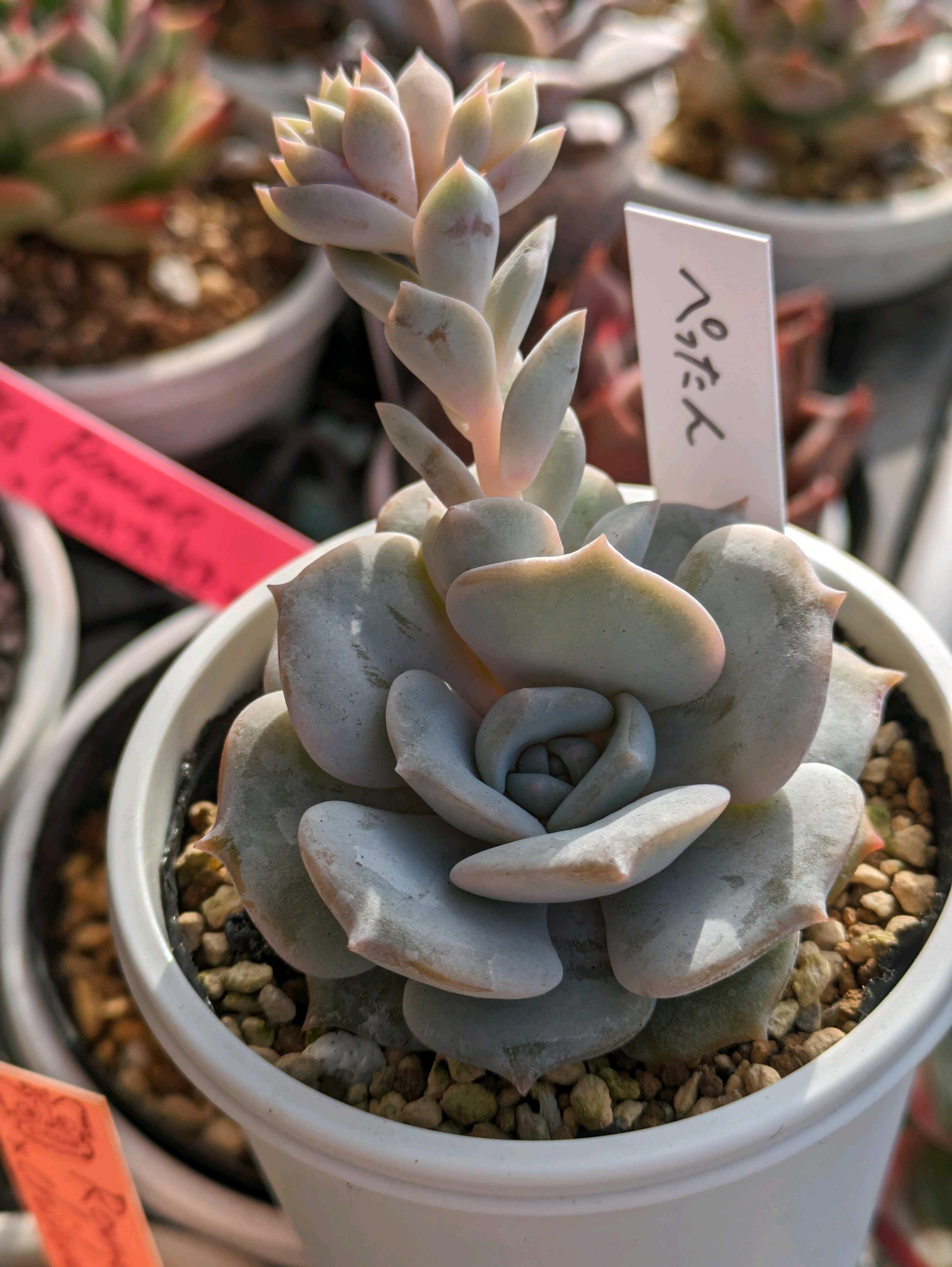 Simijimiさん苗 多肉サミットIn町田シバヒロでお迎えした子たち