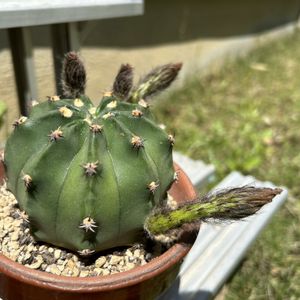 短毛丸,多肉植物,観葉植物,100均,ダイソーの画像