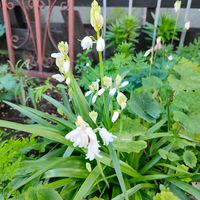 シラー,花のある暮らし,旭川,おうち園芸,小さな庭の画像