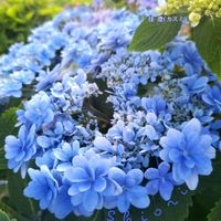 アジサイ,アジサイ ’ マリーアントワネット ',紫陽花 佳澄,紫陽花　あじさい　アジサイ,可愛いの画像