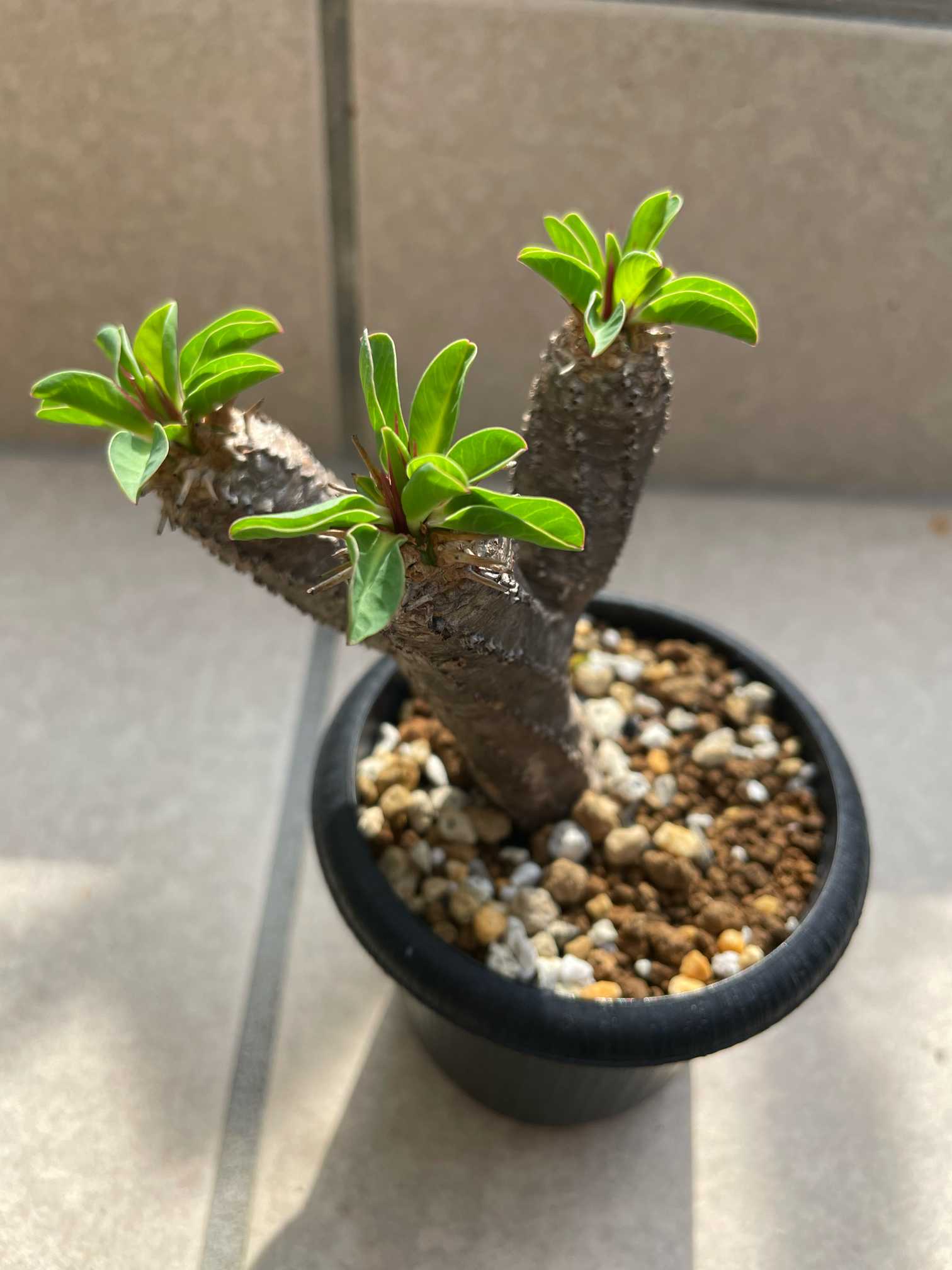 ユーフォルビアギラウミニアナの成長記録｜🍀GreenSnap（グリーン