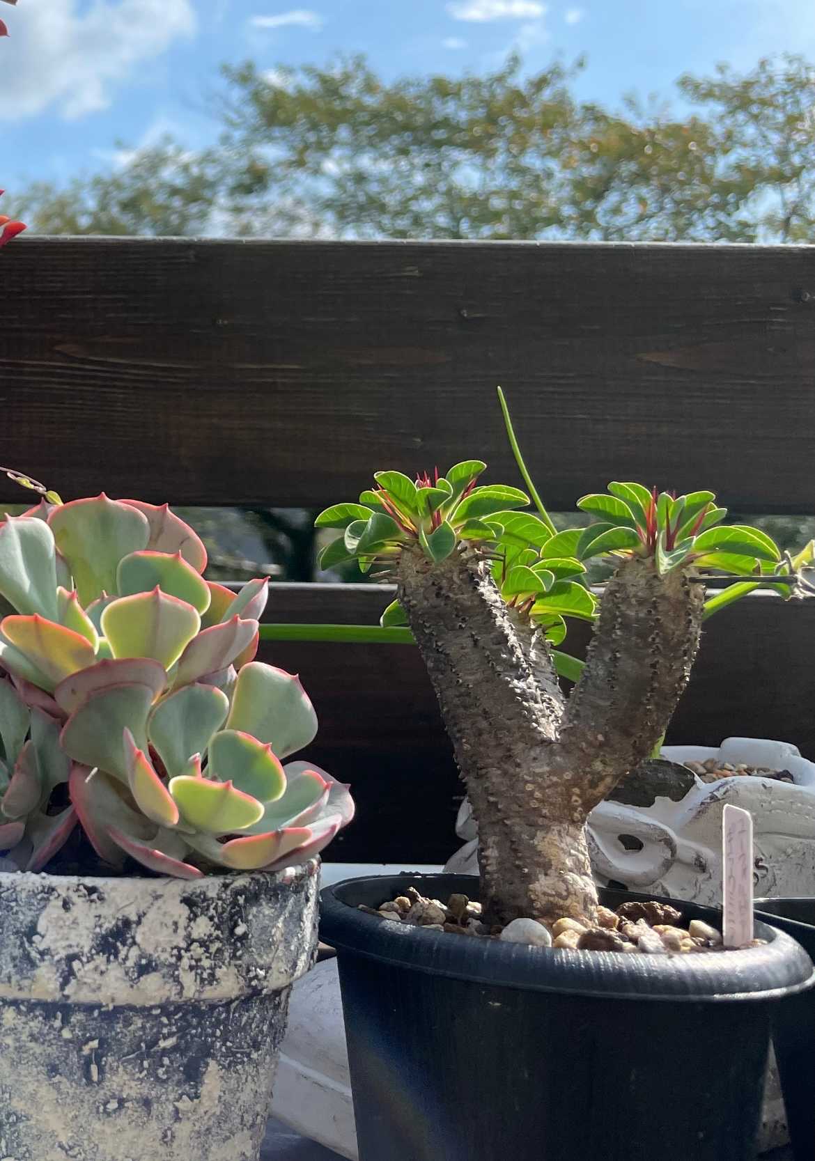 ユーフォルビアギラウミニアナの成長記録｜🍀GreenSnap（グリーン