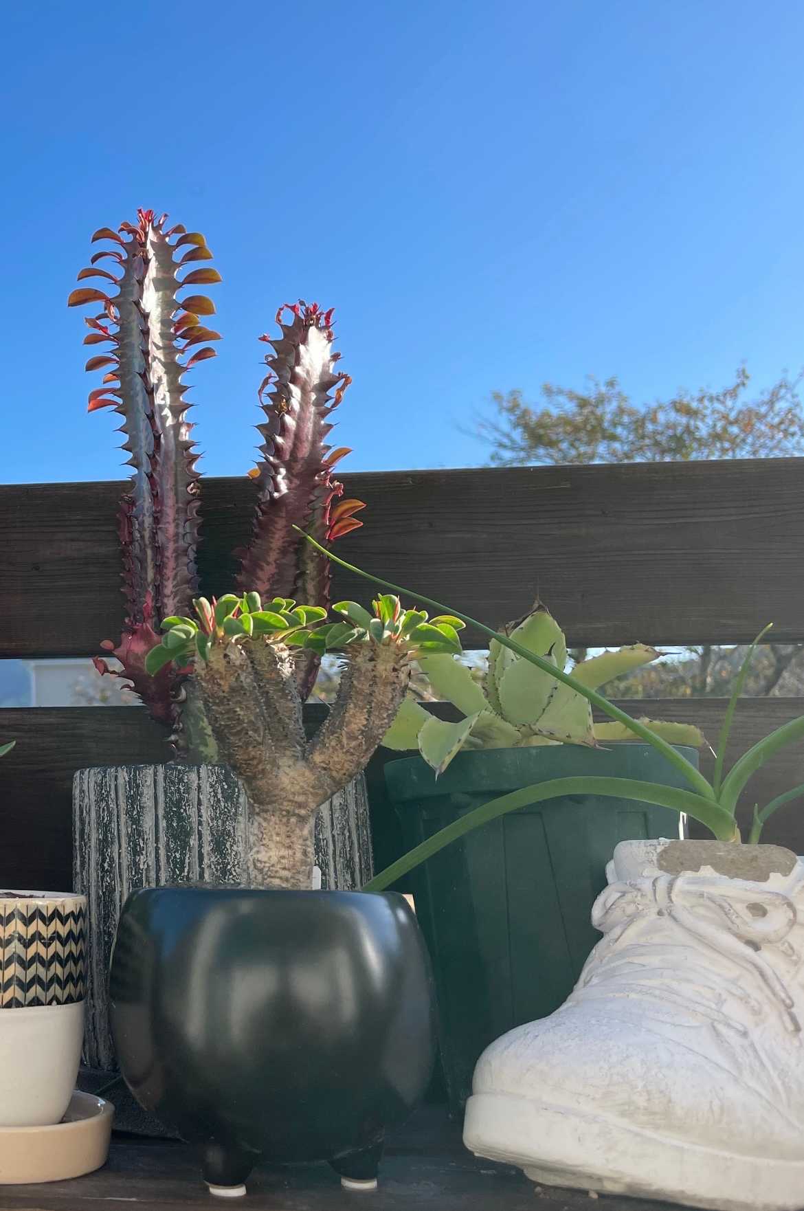 ユーフォルビアギラウミニアナの成長記録｜🍀GreenSnap（グリーン