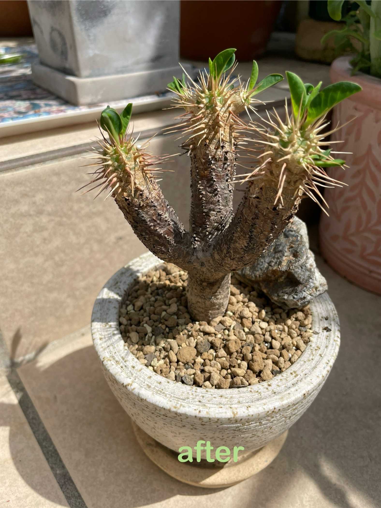 ユーフォルビアギラウミニアナの成長記録｜🍀GreenSnap（グリーン