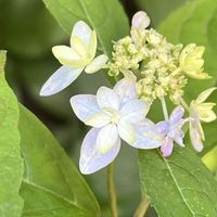 アジサイ,アジサイ,紫陽花,山紫陽花,山紫陽花の画像