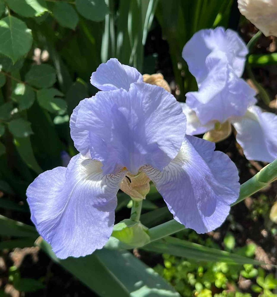 まあみさんの港の見える丘公園への投稿