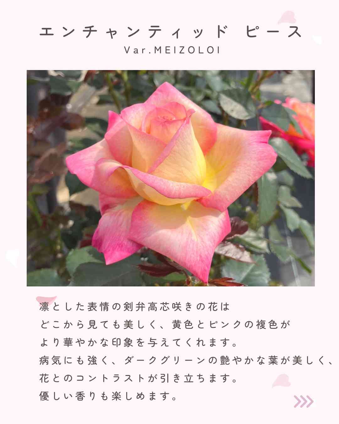 バラの投稿画像 by 京成バラ園芸(株)バラ営業部さん｜バラと黄色いバラ