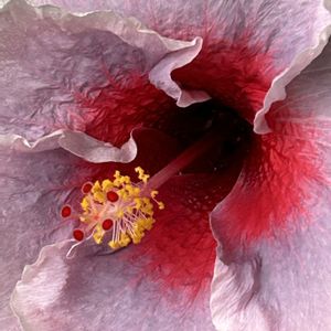 ハイビスカス,沖縄に咲く花,ベランダの画像