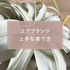 エアプランツ,観葉植物,ガーデニング,緑のある暮らし,植物のある暮らしの画像