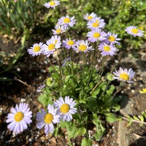 イングリッシュデージー ライトブルー,ナチュラルガーデン,小花好き,春の庭,富山支部の画像
