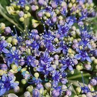 アジサイ,斑入り山紫陽花,紫陽花　あじさい　アジサイ,紫陽花の真花,紫陽花の真花の画像