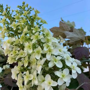 花散歩,季節の花,花瓶の花の画像