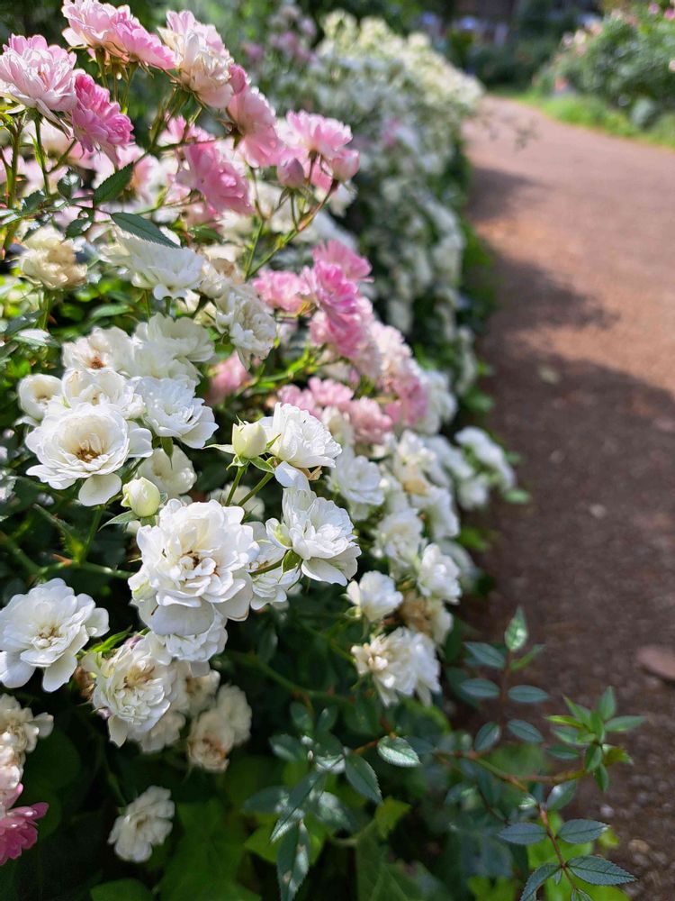 エリィさんの港の見える丘公園への投稿