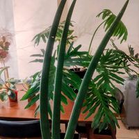 サンスベリア,サンスベリア,子株,植物のある暮らし,botanical lifeの画像
