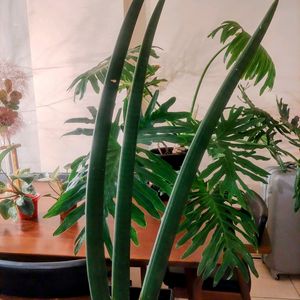 サンスベリア,サンスベリア,子株,植物のある暮らし,botanical lifeの画像