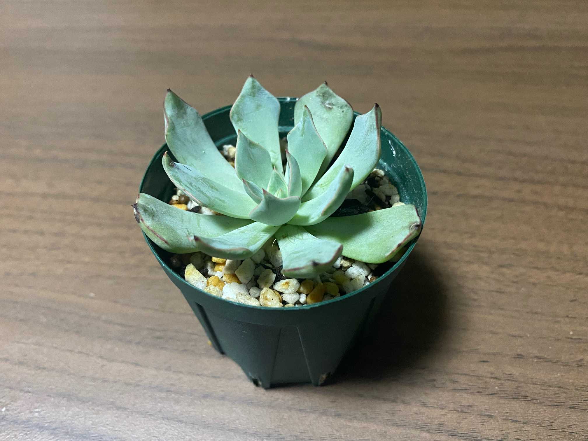 ストリクチフローラ ノヴァ｜🍀GreenSnap（グリーンスナップ）