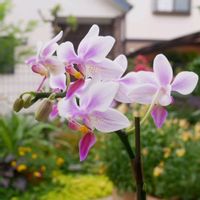 ブラキカム,ミニ胡蝶蘭 キャサンドラ かがやき,かわいい,鉢植え,ピンクの花の画像