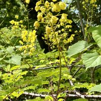 ジャケツイバラ,山野草,花のある暮らし,黄色の花,都立神代植物公園の画像