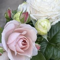 バラ,バラ　ミエルドゥフォレ,バラ パニエ,鉢植え,お花の画像