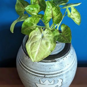 シンゴニウム,水耕栽培,ダイソー産,今日のお花,ダイソー観葉植物の画像