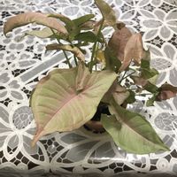 シンゴニウム,わが家の観葉植物❢,スクスク成長中,玄関内側の画像