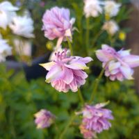 西洋オダマキ,種まき,花のある暮らし,癒しの植物,可愛い花の画像