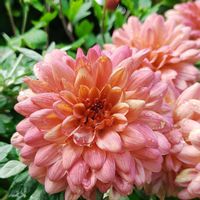 クリサンセマム,クリサンセマム　マウントオービスク,クリサンセマム　マウントオービスク,植物のある暮らし,botanical lifeの画像